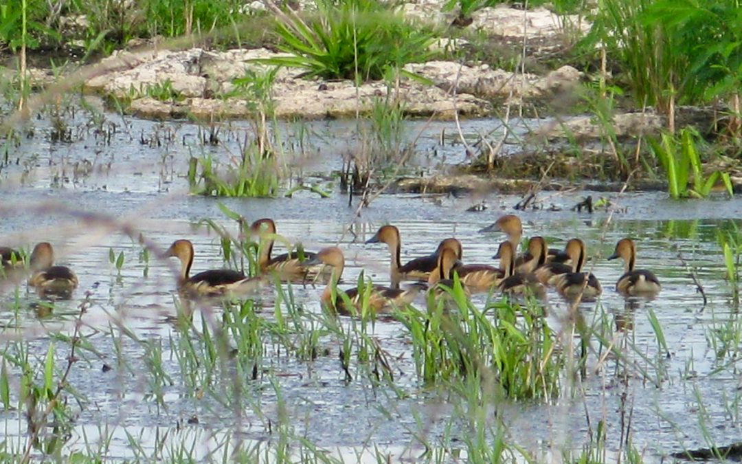 Patos canela nadando en una aguada de las Ciénegas cercanas al puerto de San Felipe, Yucatán, México.