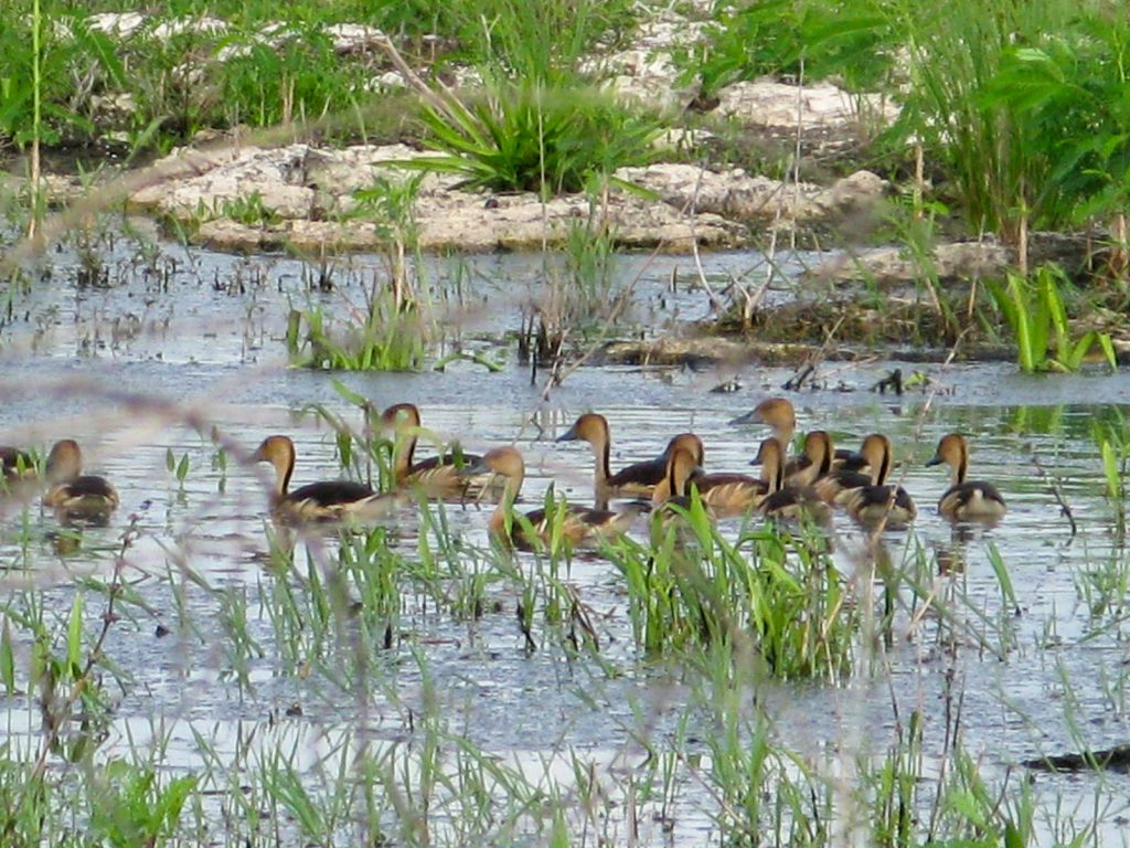 Patos canela nadando en una aguada de las Ciénegas cercanas al puerto de San Felipe, Yucatán, México.