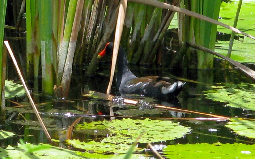 GALLINETA FRENTE ROJA, Gallinula galeata, Common Gallinule