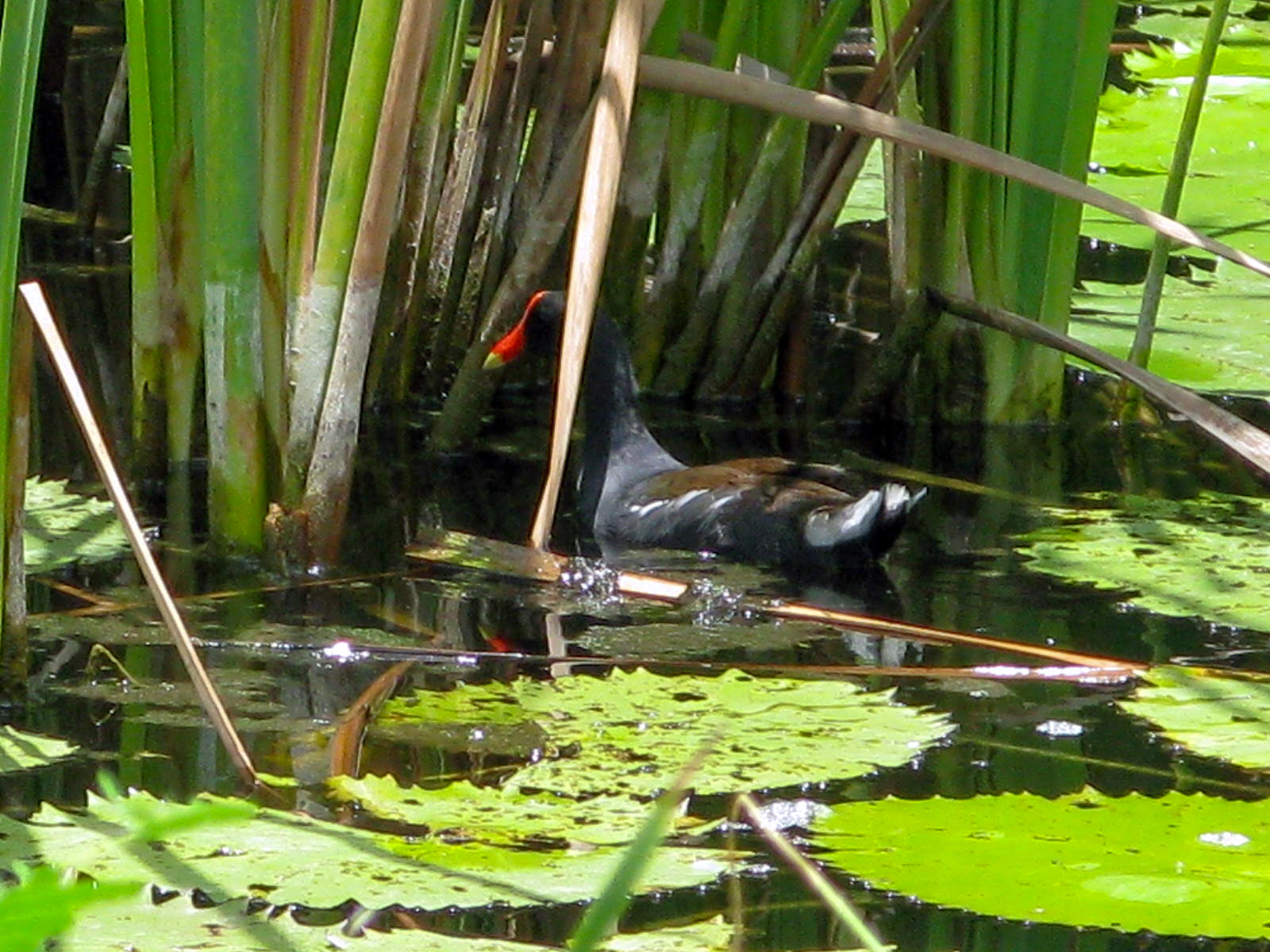 GALLINETA FRENTE ROJA, Gallinula galeata, Common Gallinule