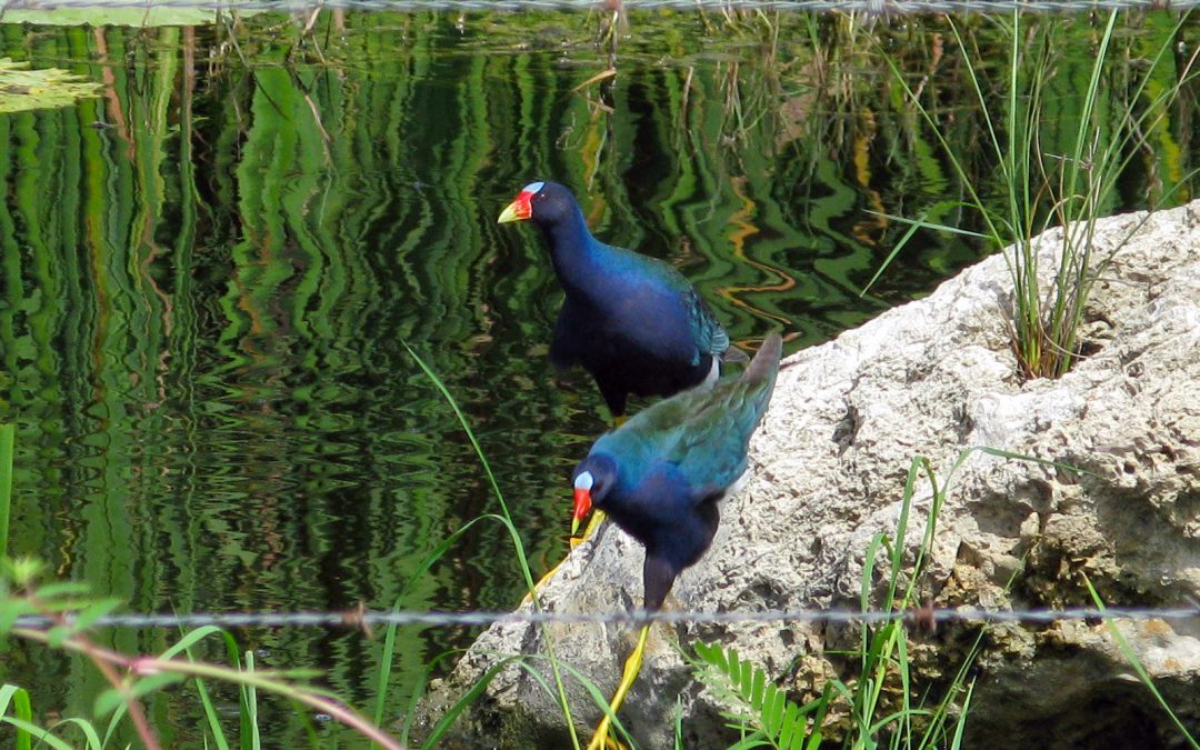 La Gallinola purpura es un ave común en las aguadas de la costa yucateca. Foto: Jesús Gómez.