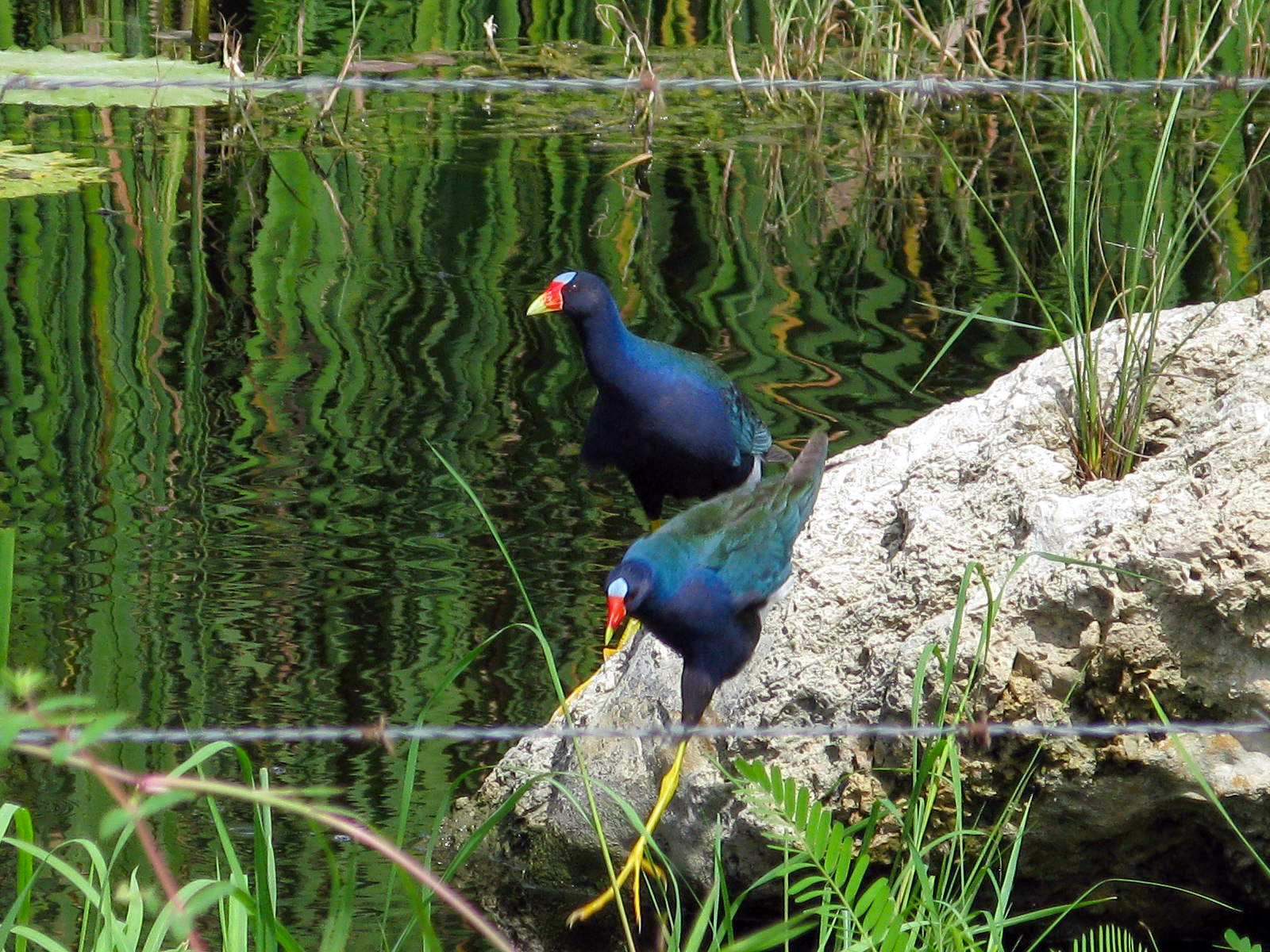 Gallinola Purpura.