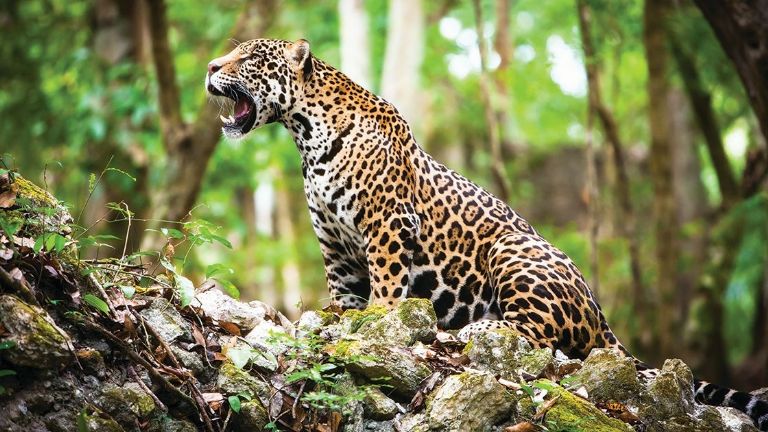 El jaguar es una especia protegida en México y en peligro de extinción.