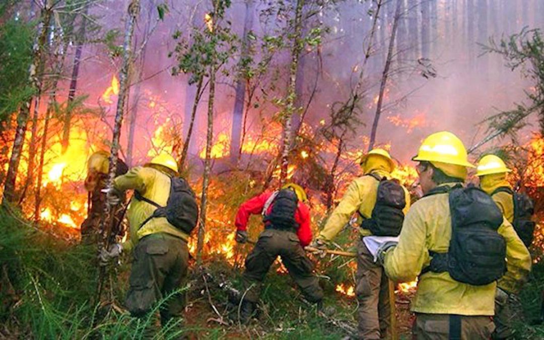 Personal de la Comisión Nacional Forestal trabajando en la contención de un incendio en territorio yucateco.
