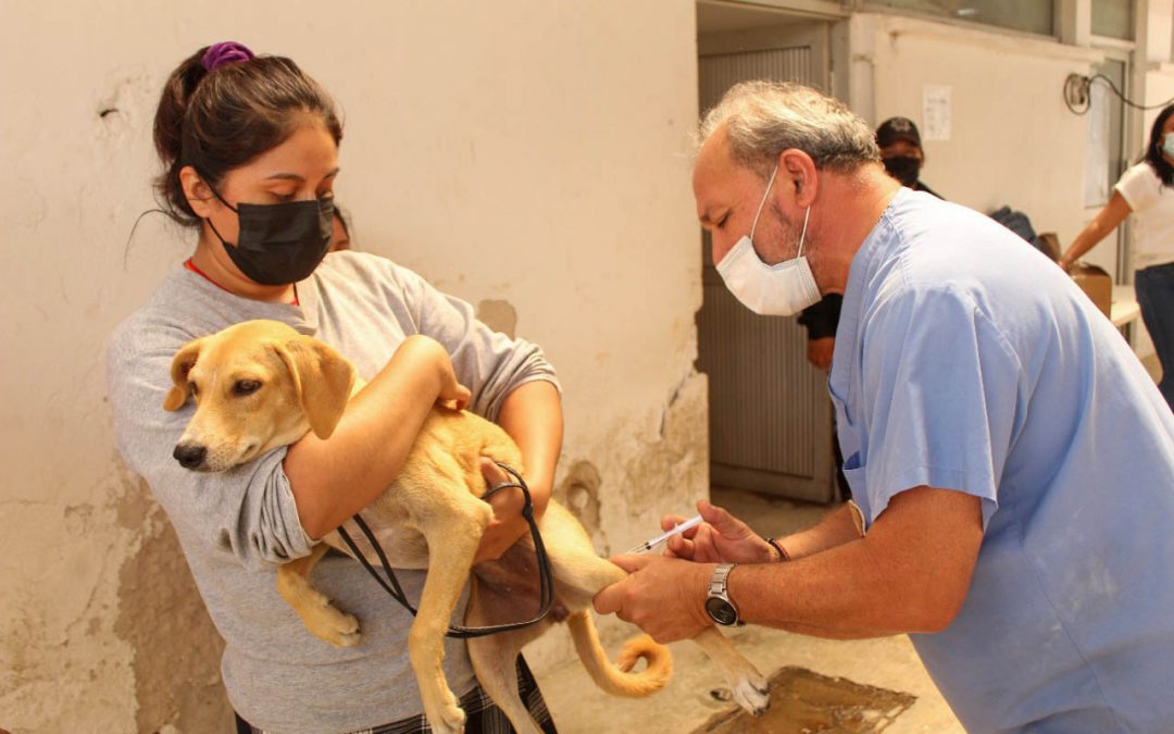Una Campaña de esterilización de perros callejeros dio inicio en el municipio de Valladolid, Yucatán.