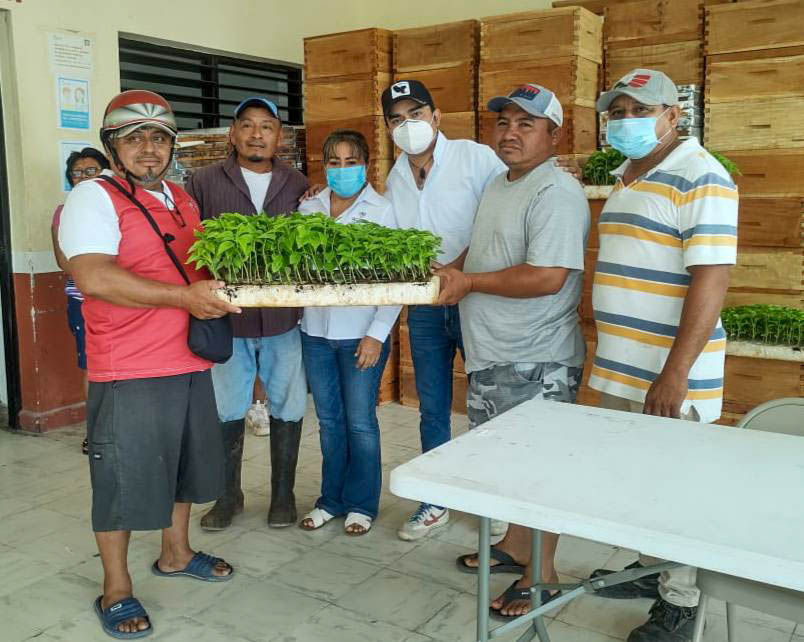 CONTINÚA EL GOBIERNO DEL ESTADO CON LA DISTRIBUCIÓN DE 45,000 PLANTAS DE CHILE HABANERO