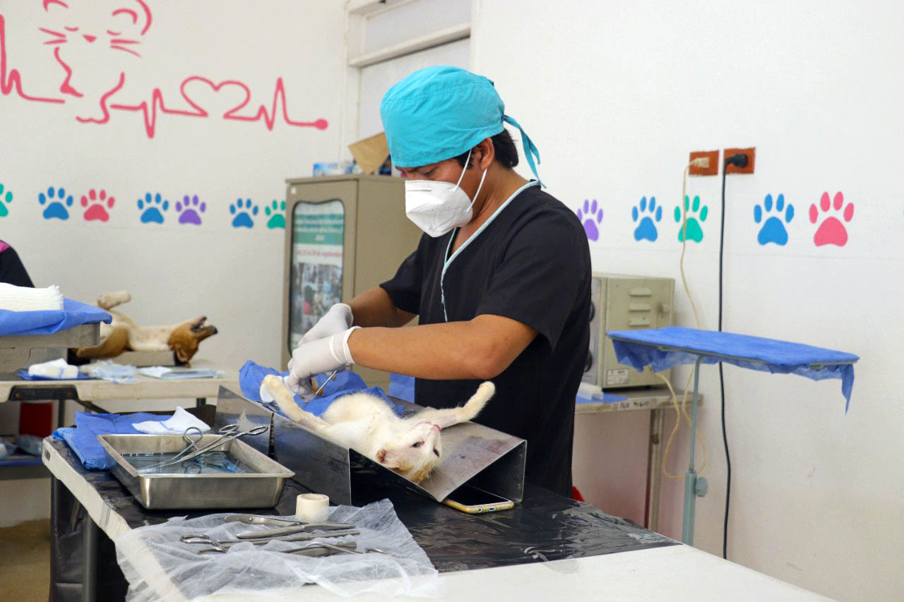 CAMPAÑA DE ESTERILIZACIÓN