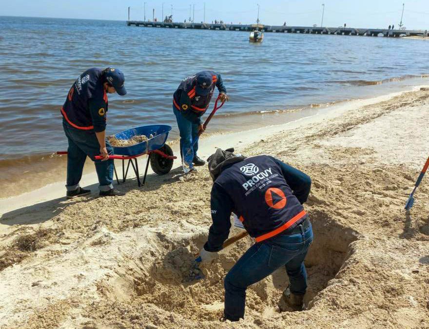 Personal de Procivy trabajando en la recolección de especímenes muertos y arrojados por la marea, para posteriormente enterrarlos en fosas cavadas en la arena, a orillas de mar.