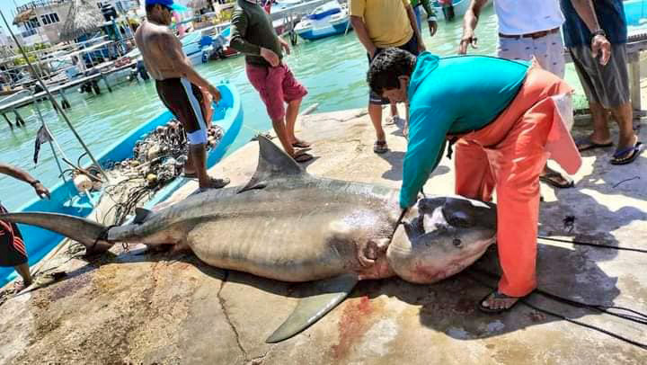 Enorme tiburón capturado por pescadores de Rio Lagartos, en la costa yucateca.