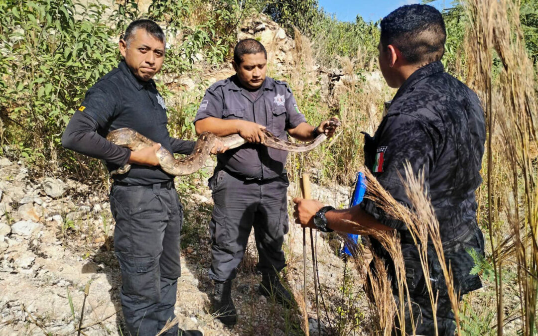 Como parte de su preparación, los policías procedieron a la liberación de una boa Och-can (Boa Constrictor) en montes cercanos del municipio.