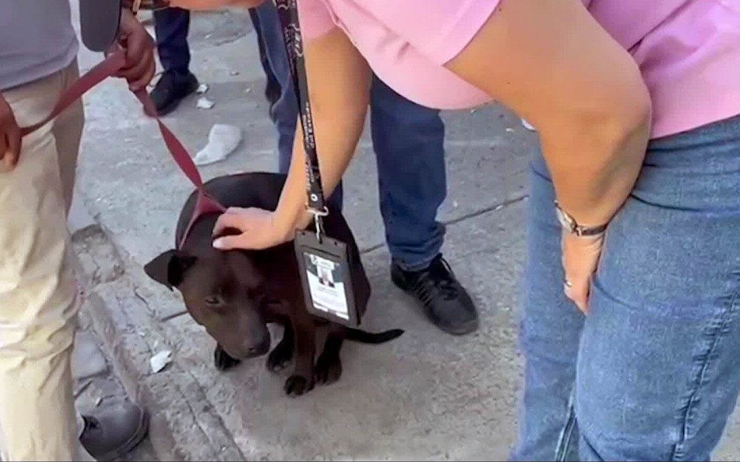 OPERATIVO CONTRA PELEAS CLANDESTINAS DE PERROS EN JALISCO