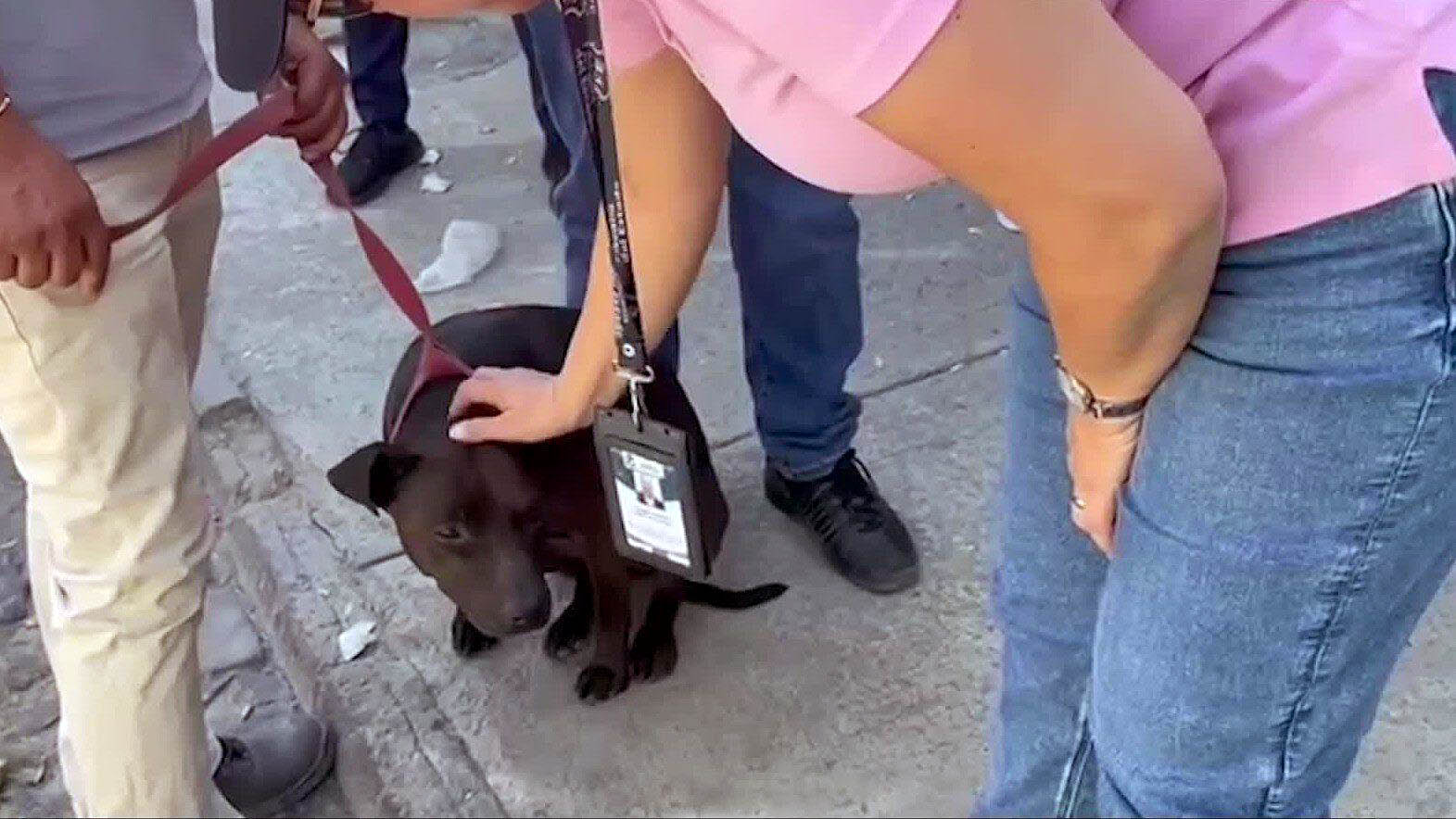 OPERATIVO CONTRA PELEAS CLANDESTINAS DE PERROS EN JALISCO